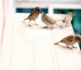 在线观看麻雀,揭秘网络影视的崛起与魅力  第1张